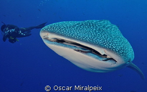 whaleshark and uwphotographer ready to take a photo by Oscar Miralpeix 